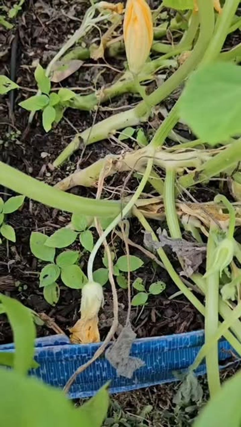 Squash Vine Borers
