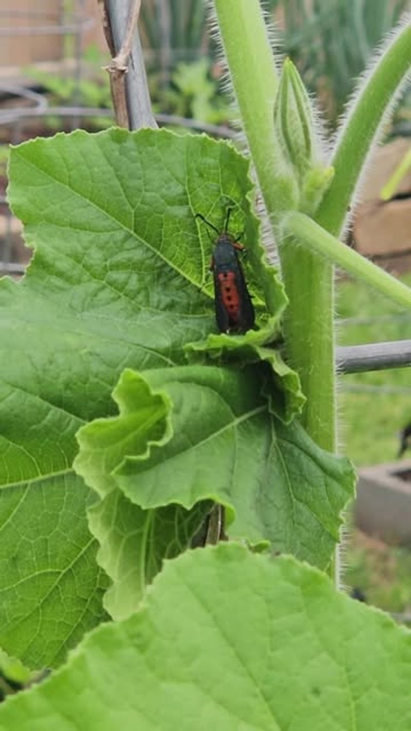 Squash Vine Borers Attack Some Squash Types More Than Others