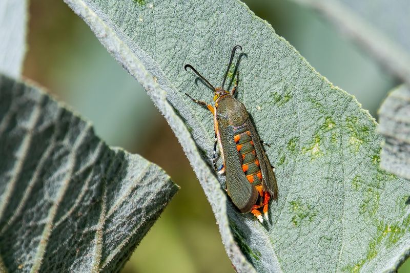 Squash Vine Borers