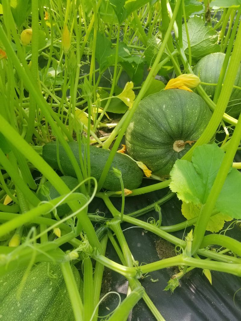 Squash