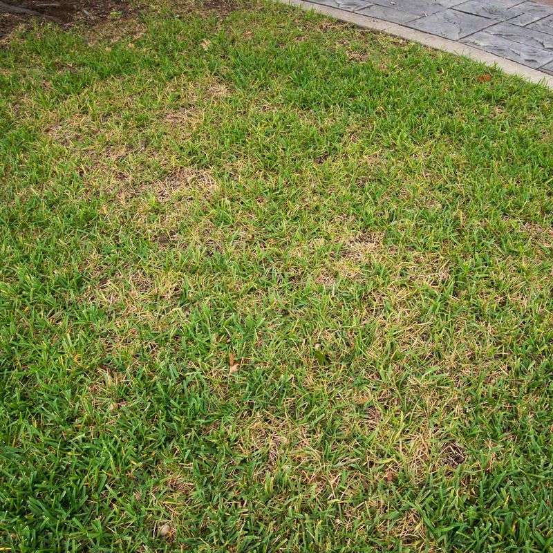 St. Augustinegrass Needs A Closer Look