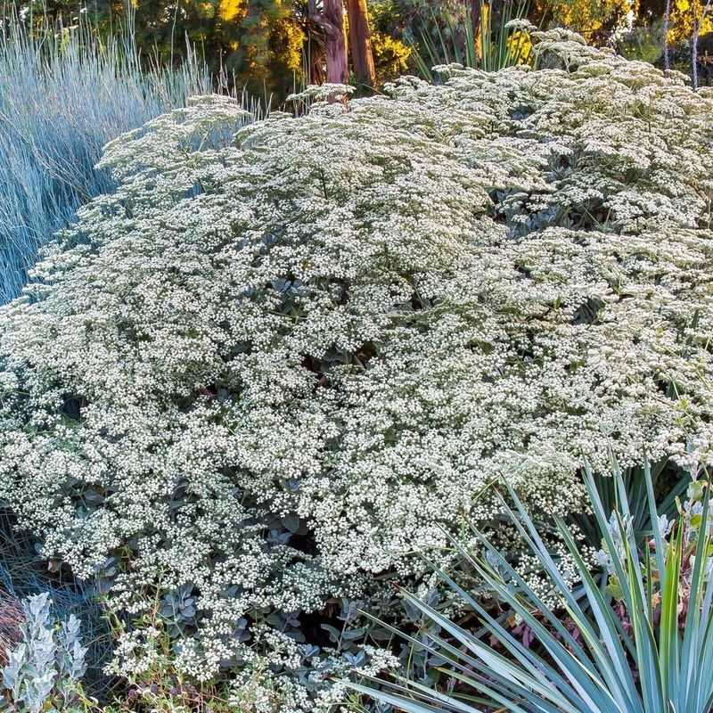 St. Catherine's Lace