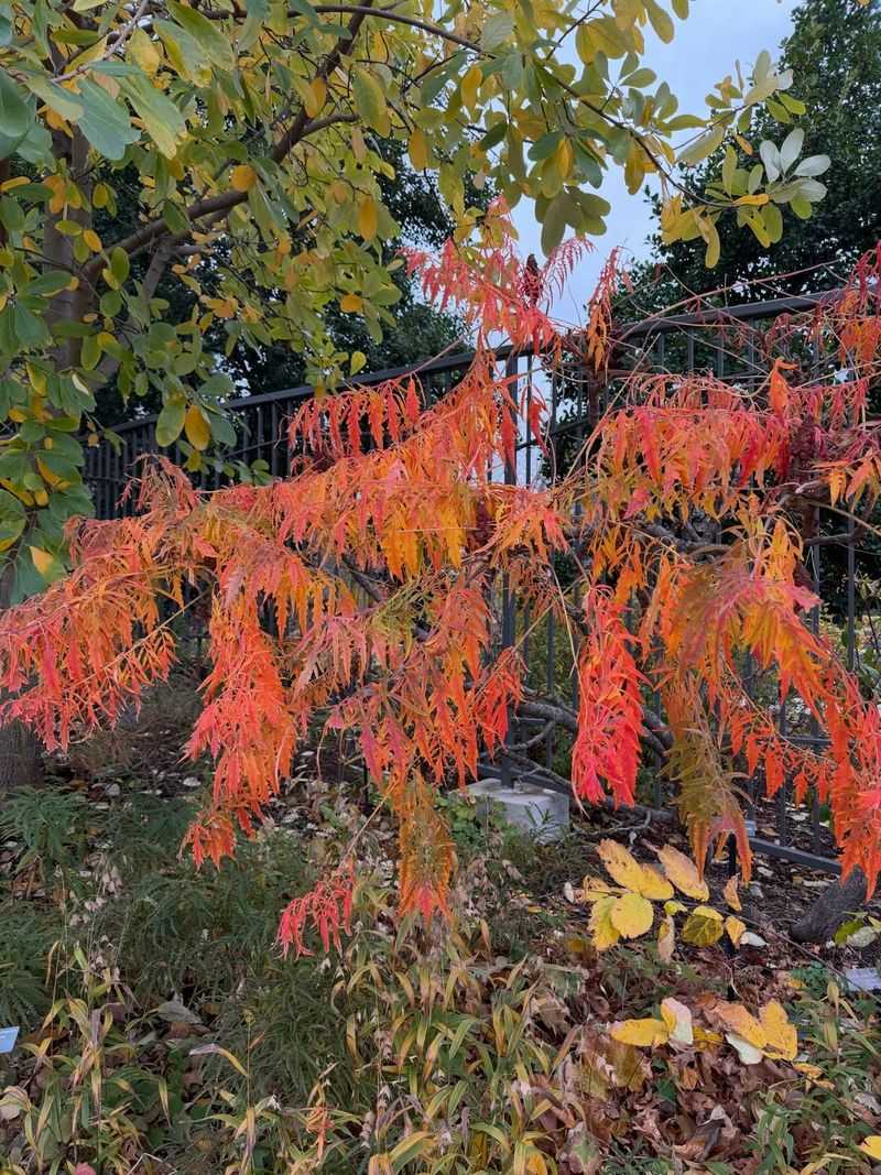 Staghorn Sumac