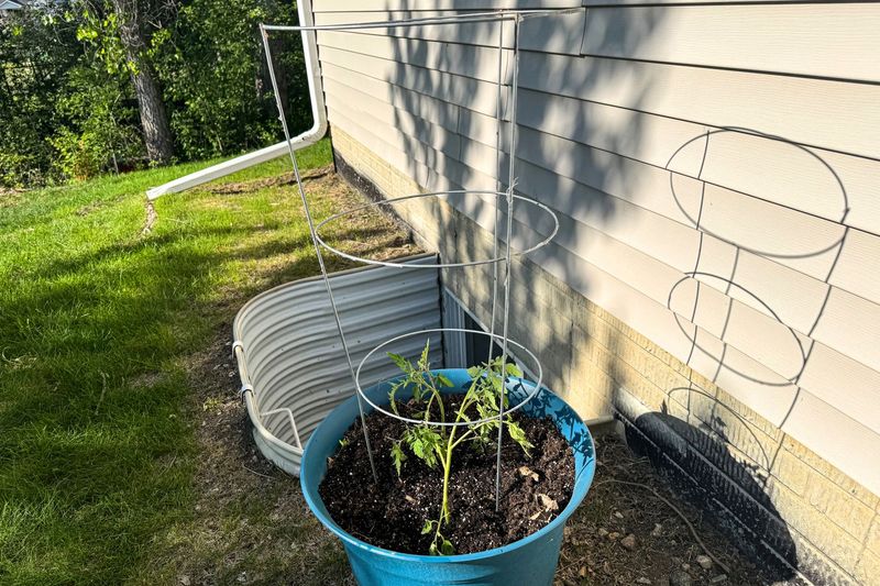 Stake Or Cage The Plant Right Away