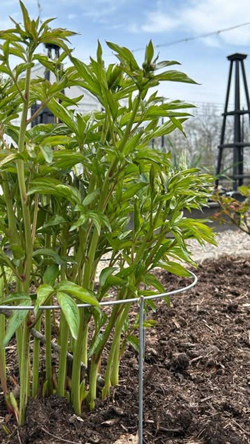 Stake Or Support Tall Perennials