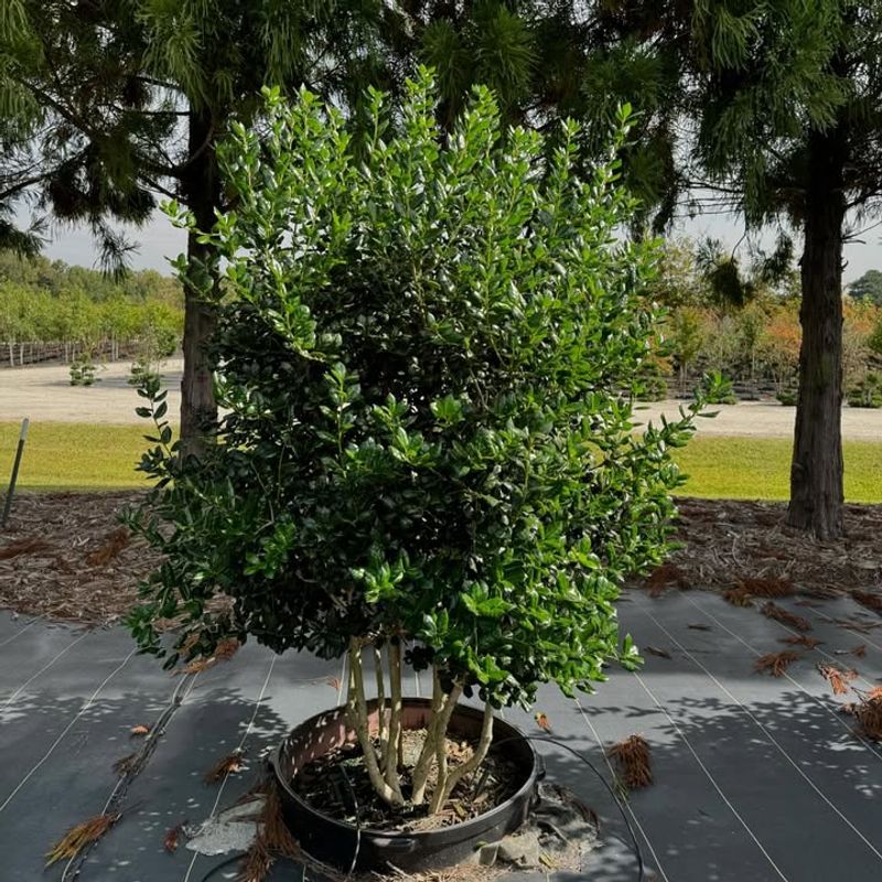 Standard Burford Holly (Ilex Cornuta 'Burfordii') Standard Burford Holly (Ilex Cornuta 'Burfordii')