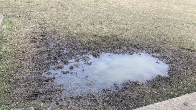 Standing Water Lets Mosquitoes Breed Fast Standing Water Lets Mosquitoes Breed Fast