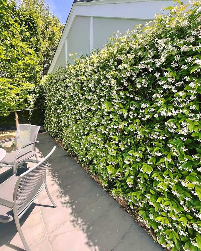 Star Jasmine Star Jasmine
