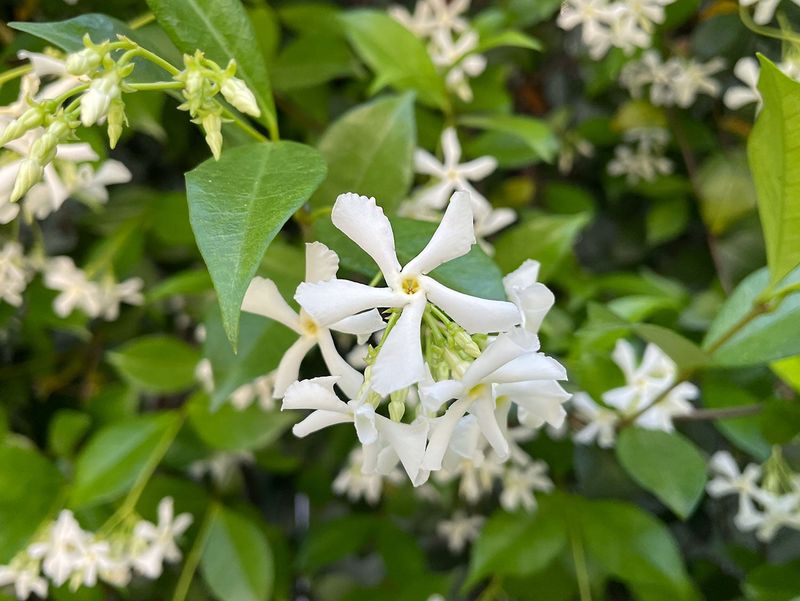 Star Jasmine Adds Fragrance Without Taking Over Fence Lines