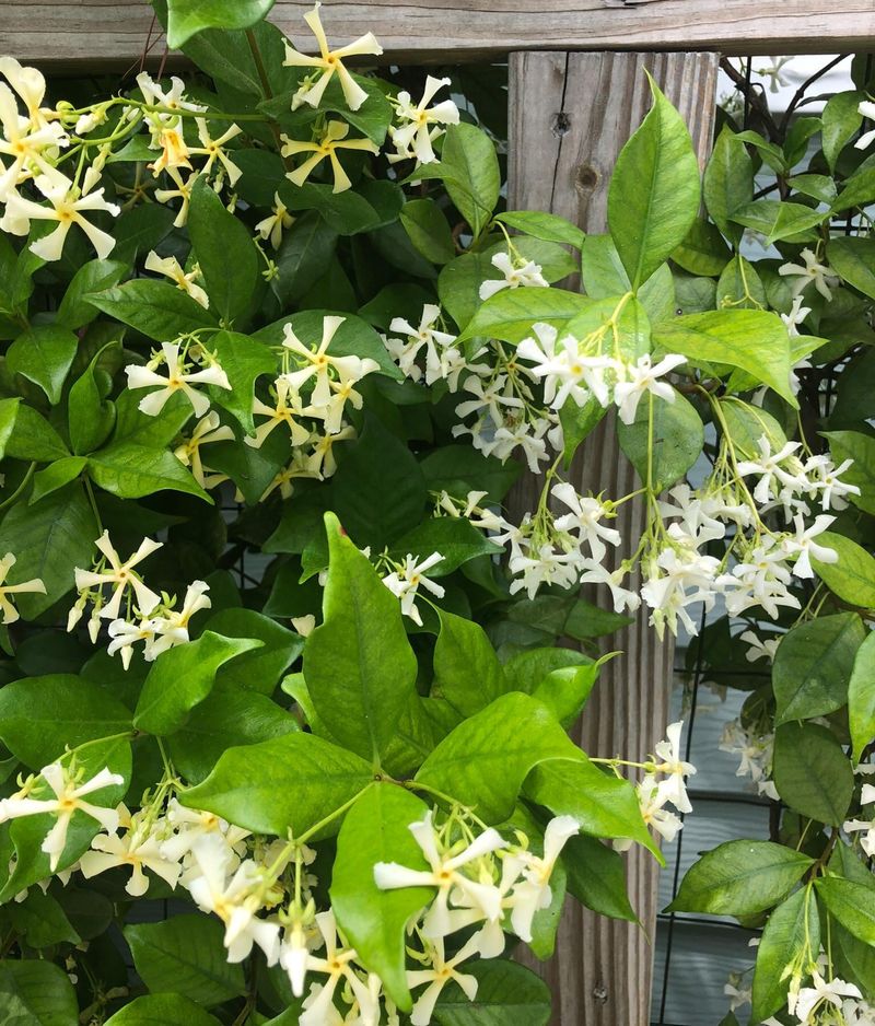 Star Jasmine