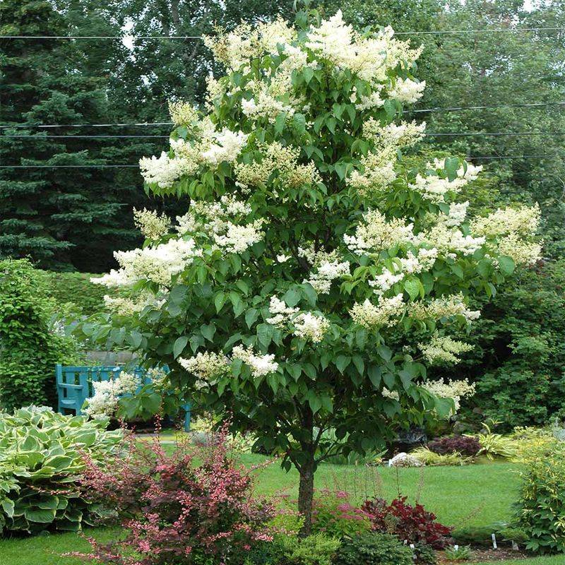 Japanese Tree Lilac (Syringa Reticulata)
