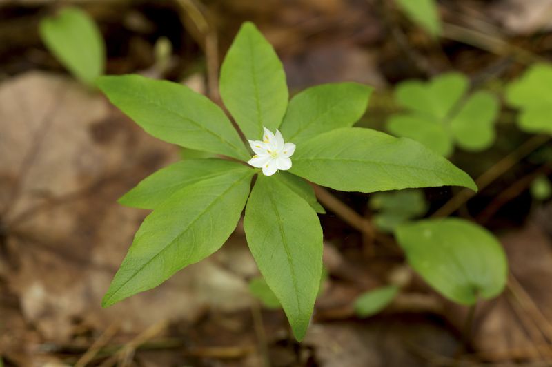 Starflower Starflower