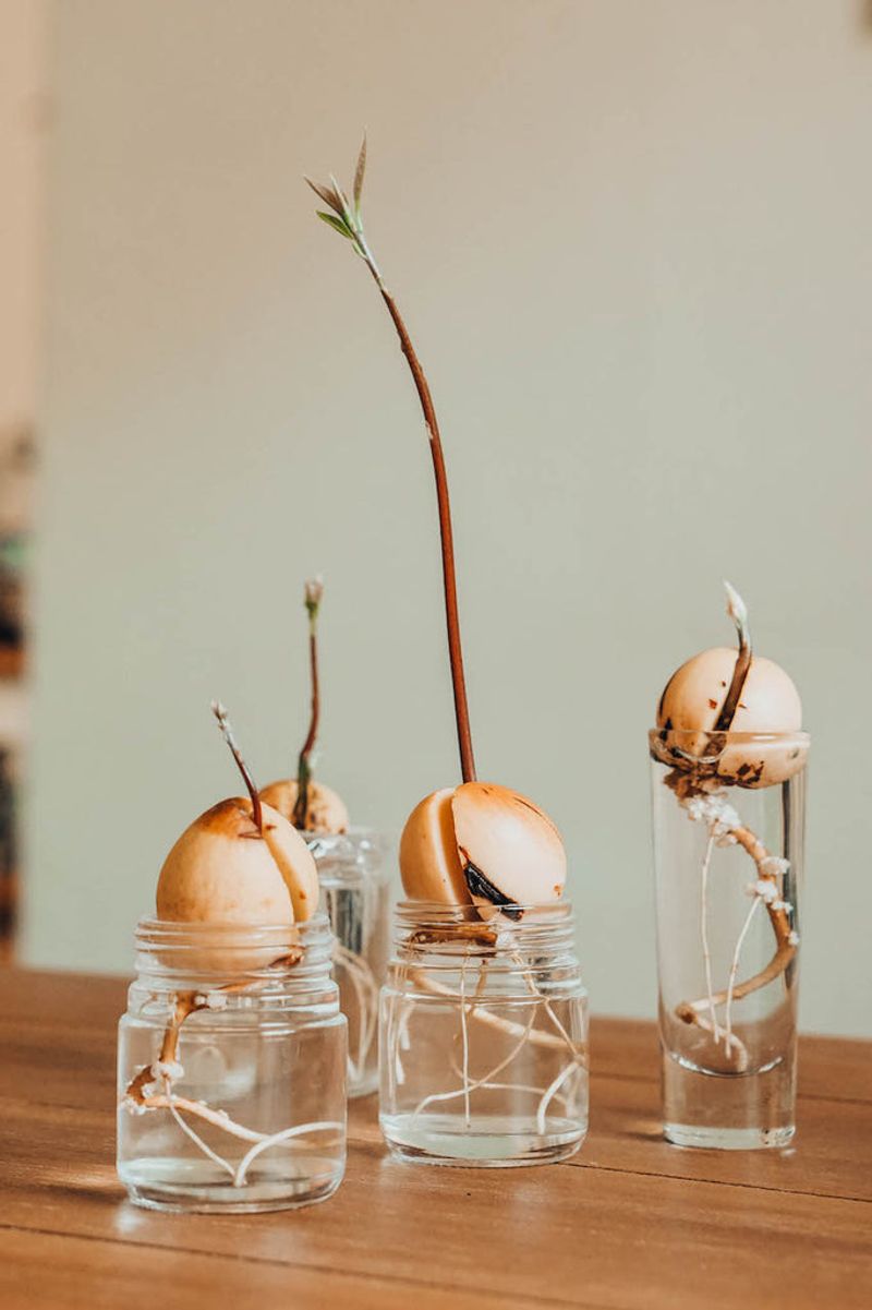 Start Avocado Pits In A Sunny Glass
