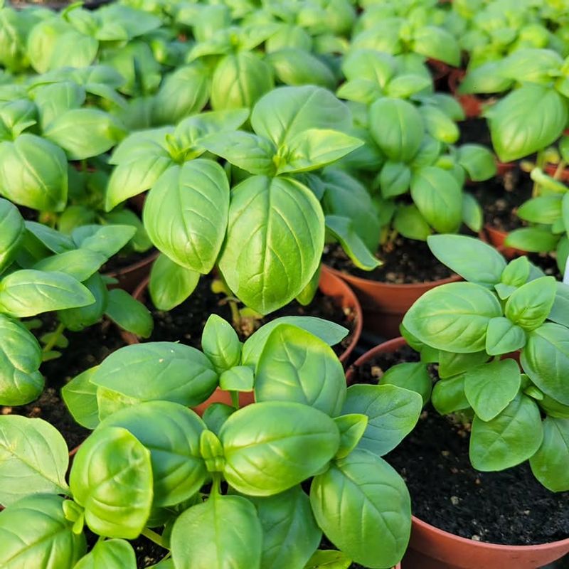 Start Basil In Warm Florida Soil
