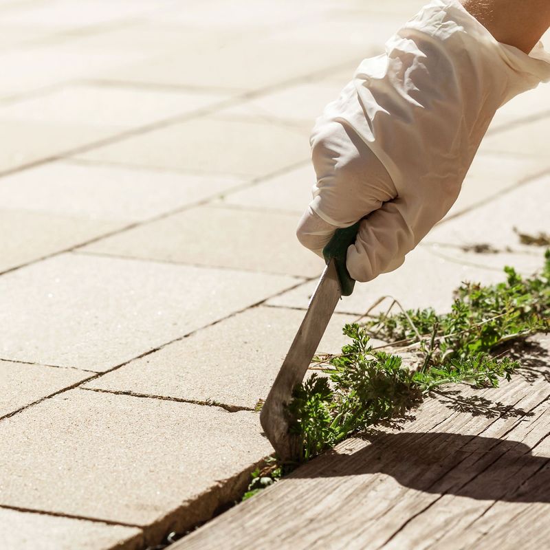 Start By Clearing Every Weed And Root Start By Clearing Every Weed And Root