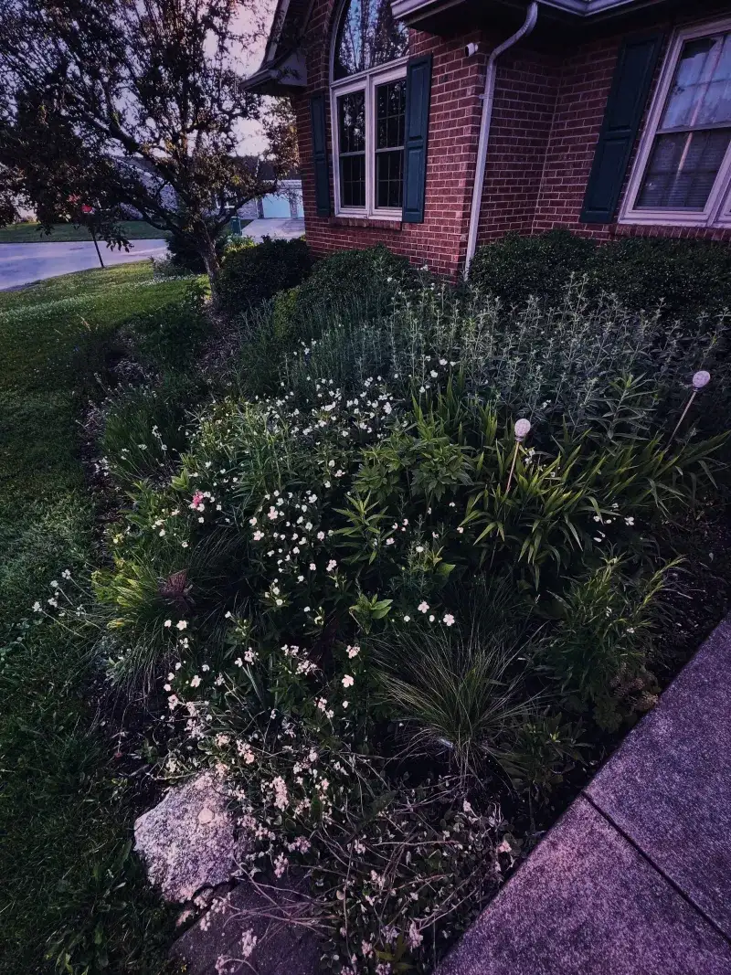 Start By Planting For Night Flying Insects Start By Planting For Night Flying Insects