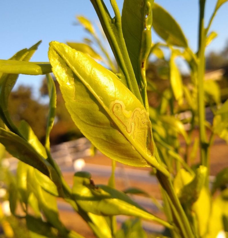 Start By Reading The Yellowing Pattern