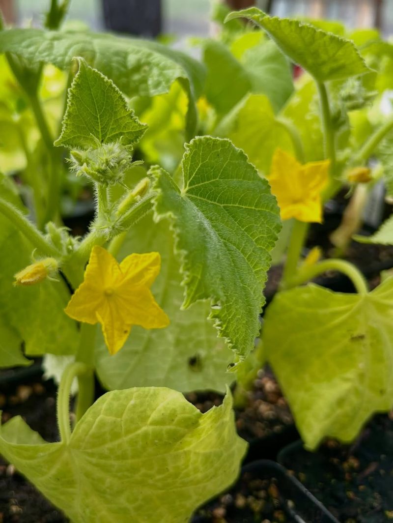 Start Cucumbers Now For Crisp Garden Rewards