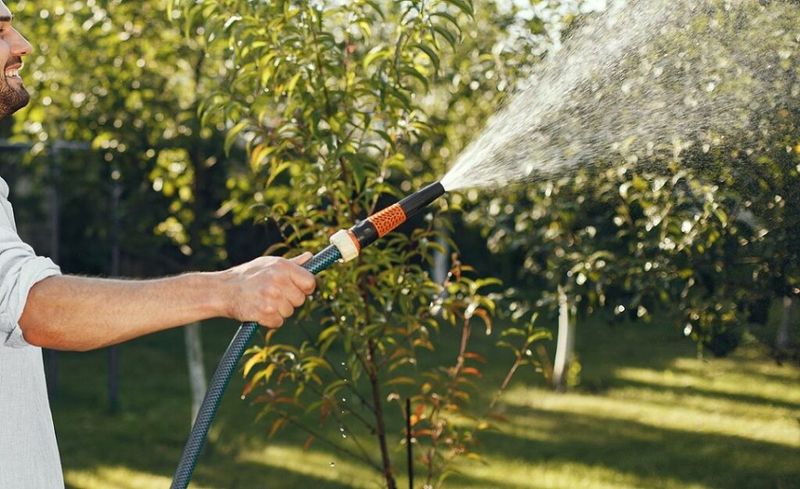 Start Deep Regular Watering