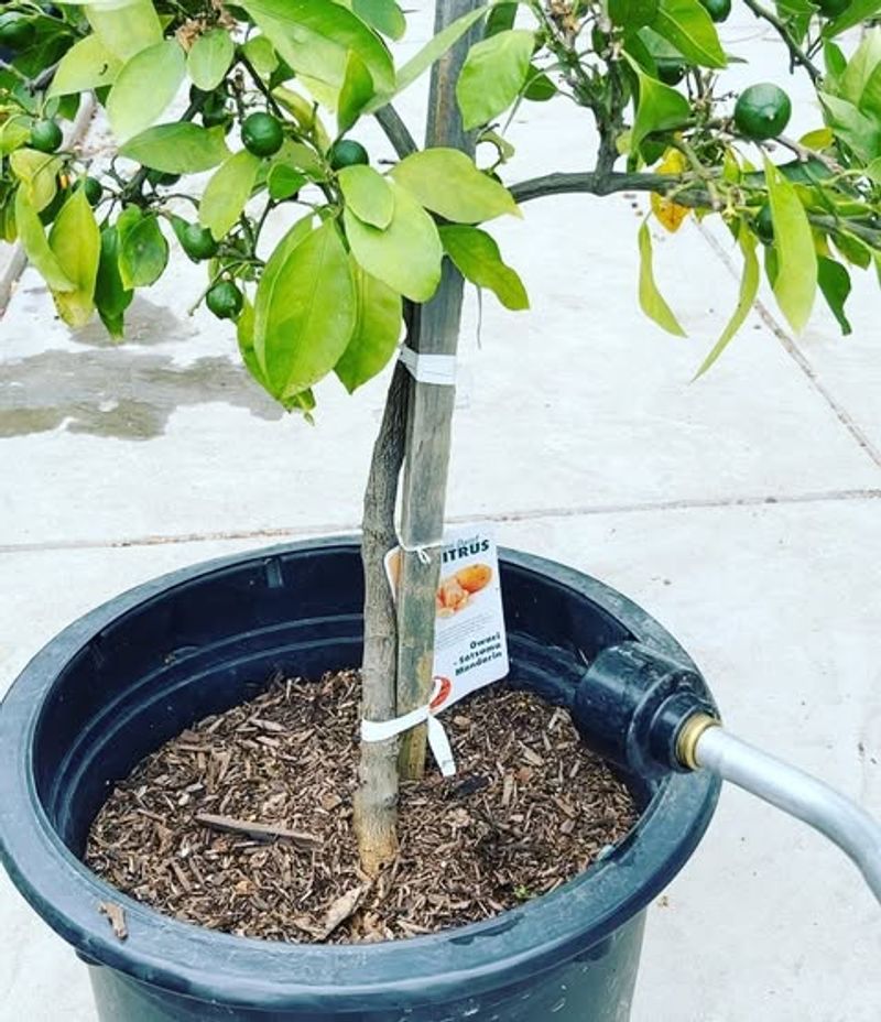 Start Deep Watering Early To Prepare Roots For Heat