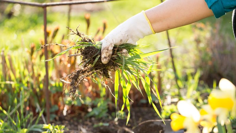 Start Early Before Weeds Get Established