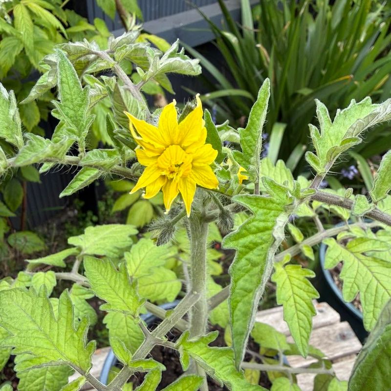 Start Feeding Tomatoes Right When Flowers Appear Start Feeding Tomatoes Right When Flowers Appear