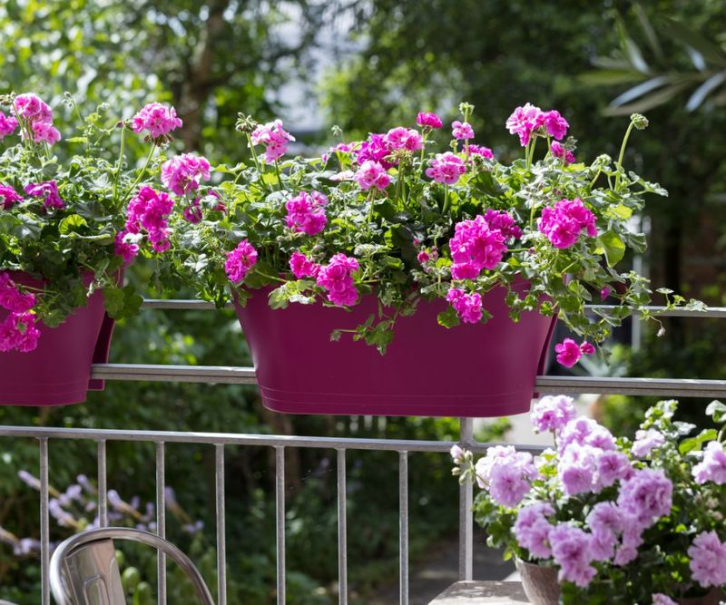 Start Feeding When Geraniums Are Actively Growing