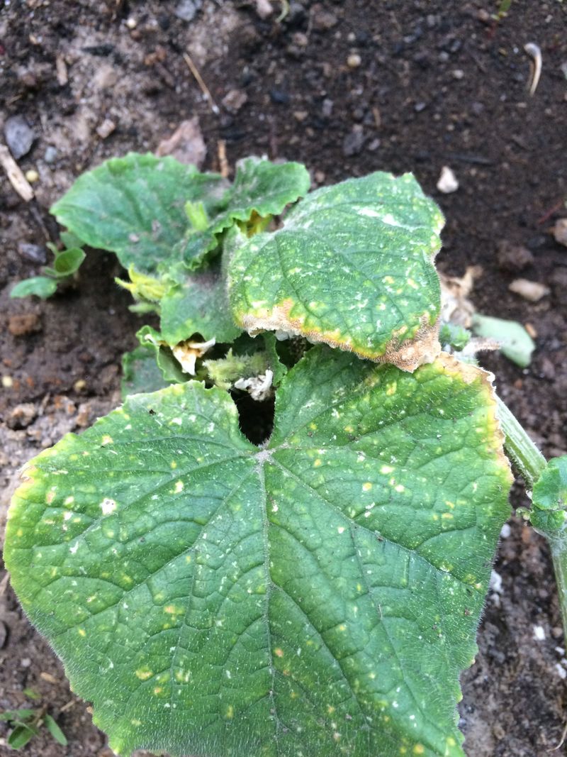 Start Inspecting Leaves For Early Disease Symptoms