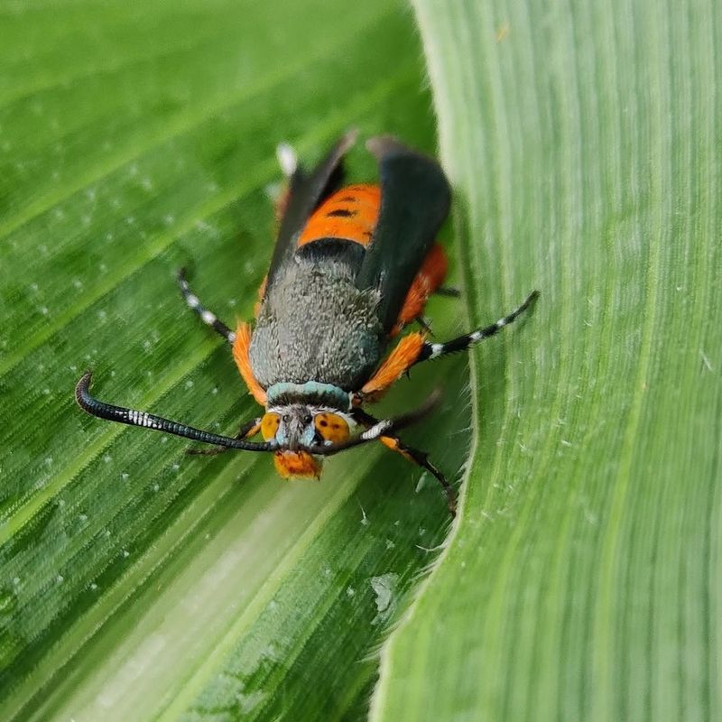 Start Monitoring For Squash Vine Borers Start Monitoring For Squash Vine Borers