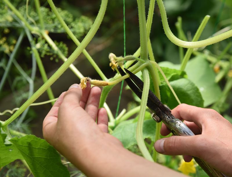Start Pruning Once Cucumber Vines Become Thick And Crowded