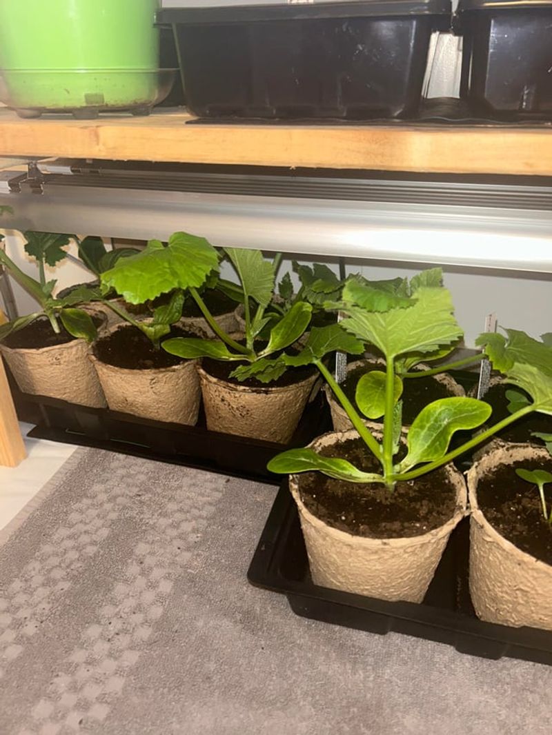 Start Seeds Before Extreme Heat Arrives Start Seeds Before Extreme Heat Arrives