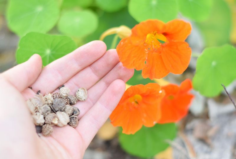 Start Seeds The Simple Way For Best Results