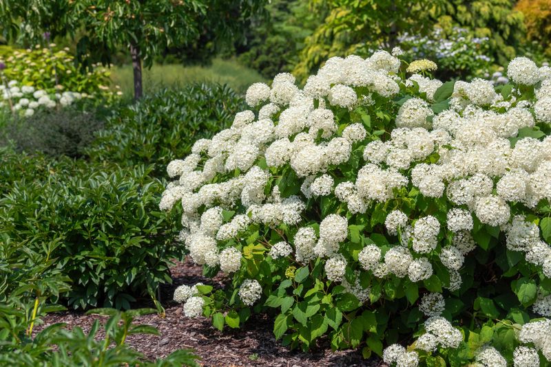 Start Strong With Smooth Hydrangeas