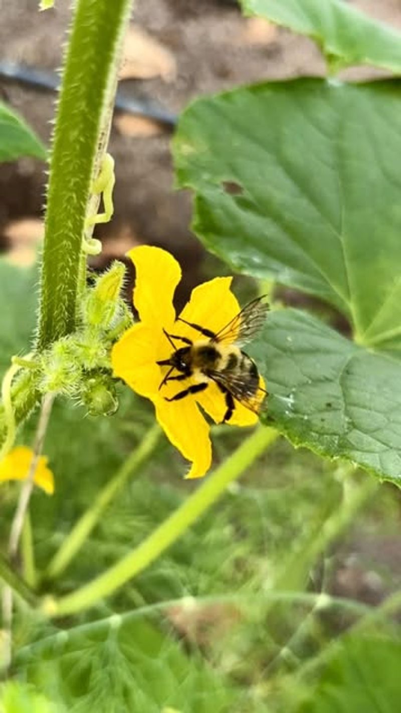 Start Watching Closely For Pollinator Activity