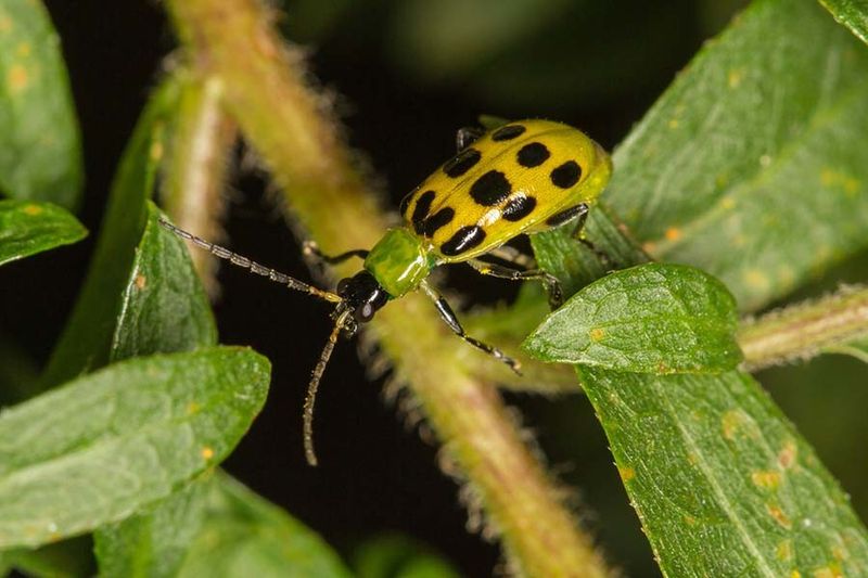 Start Watching For Cucumber Beetles Immediately After Planting