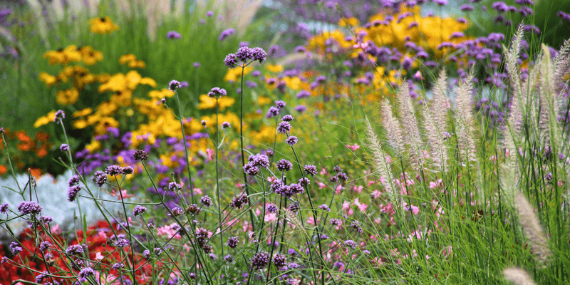Start With A Small Sunny Patch
