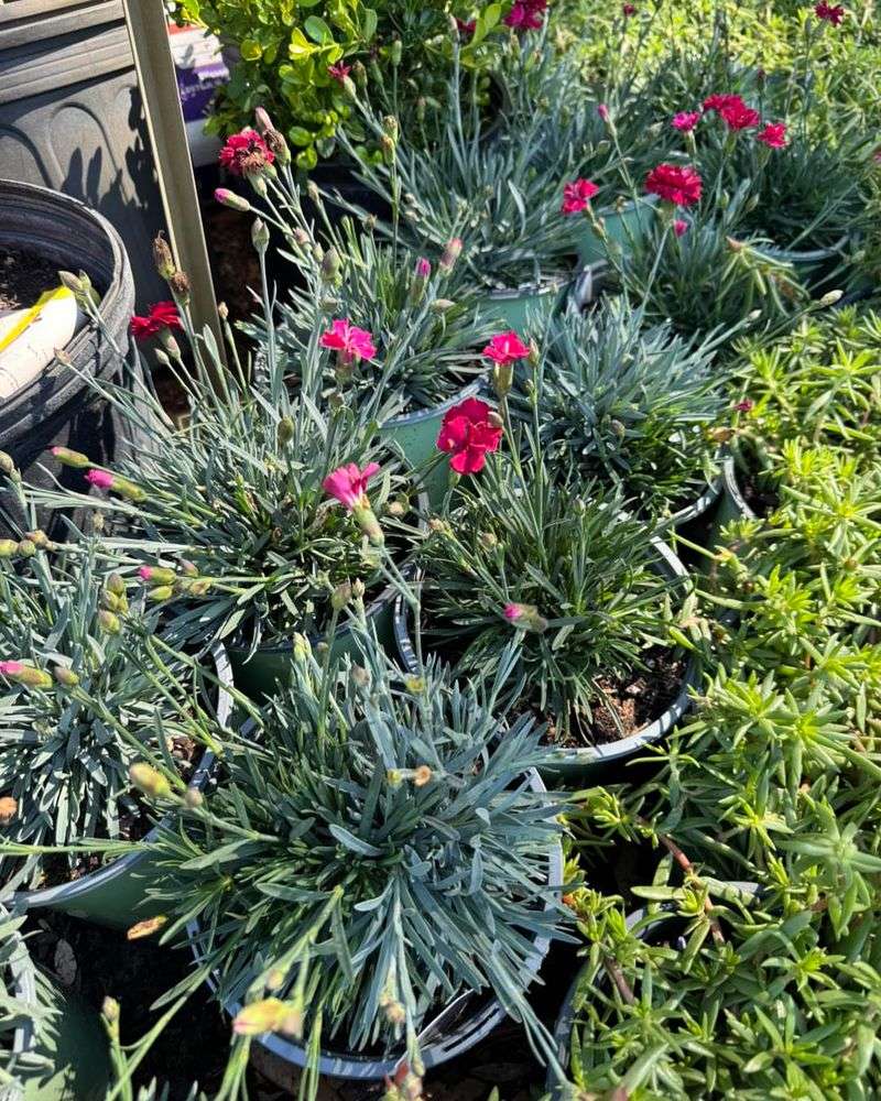 Start With A Sunny Spot That Keeps Plants Blooming Start With A Sunny Spot That Keeps Plants Blooming