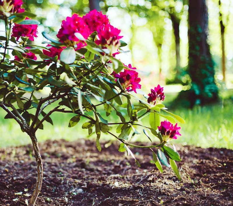 Start With Acidic Soil Before Expecting Big Blooms