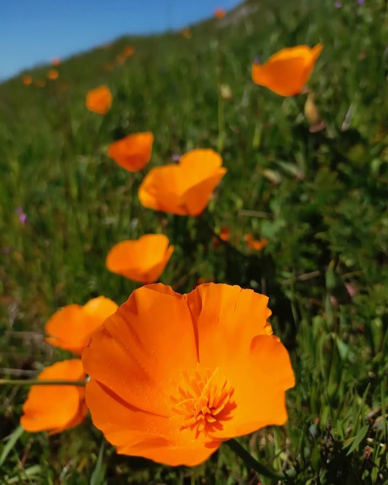 Start With California Poppies