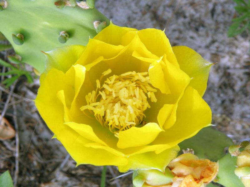 Start With Florida Prickly Pear