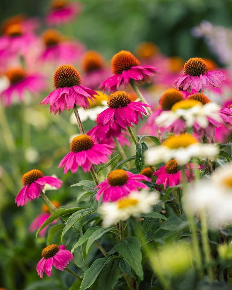Start With Full Sun For The Strongest Bloom Show Start With Full Sun For The Strongest Bloom Show