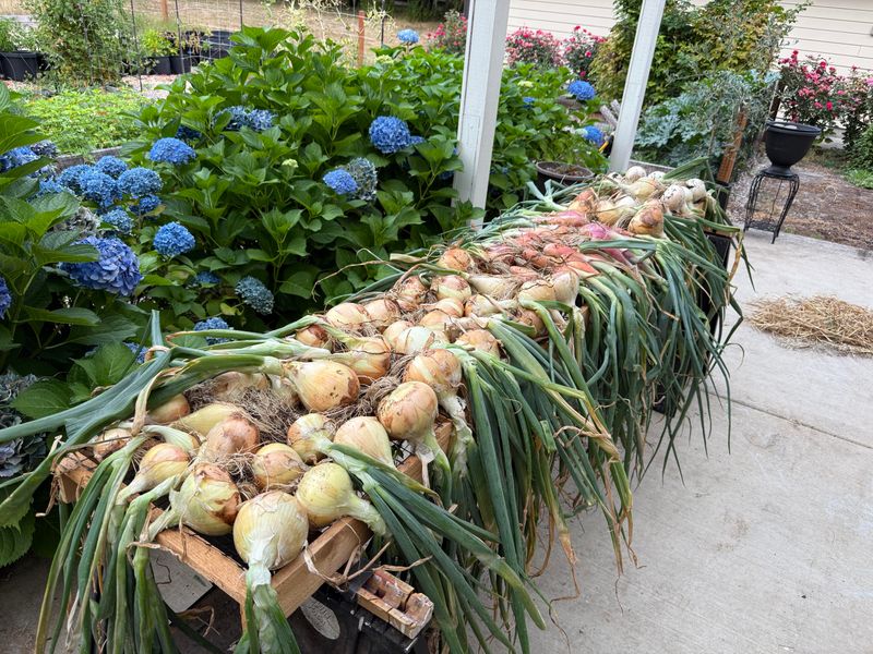Start With Short Day Varieties
