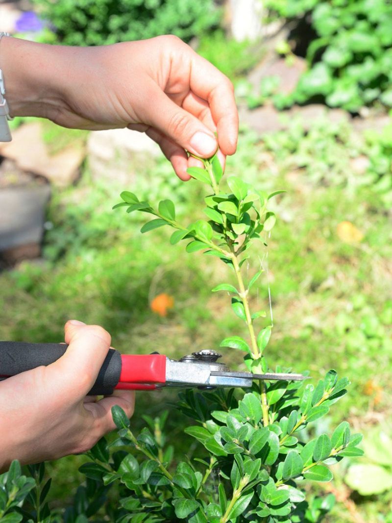Start With Softwood Cuttings From New Spring Growth