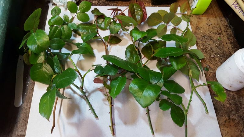 Start With Softwood Cuttings In Late Spring