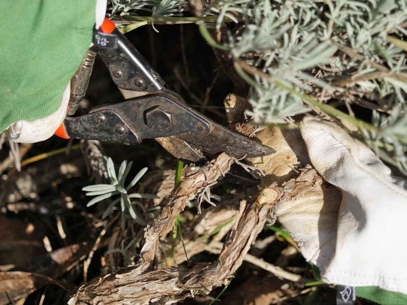 Start With The Pruning Window Ohio Lavender Actually Needs