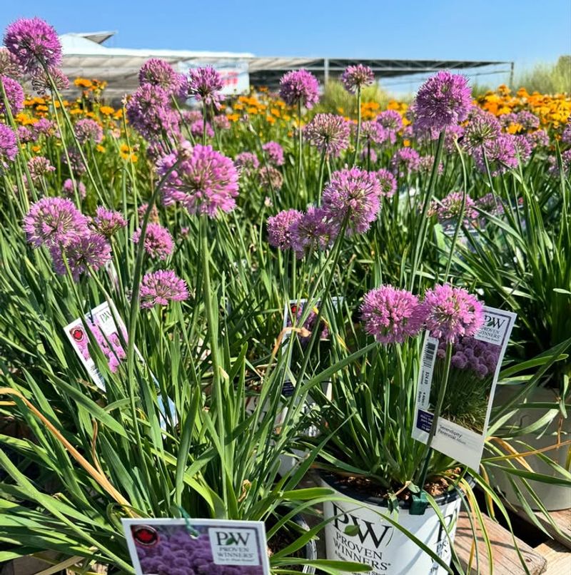 Start With The Right Allium Variety Start With The Right Allium Variety