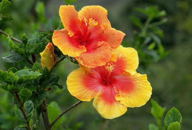 Start With The Right Hibiscus For Your Region