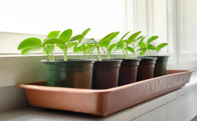 Start With The Right Location And Soil Conditions Start With The Right Location And Soil Conditions