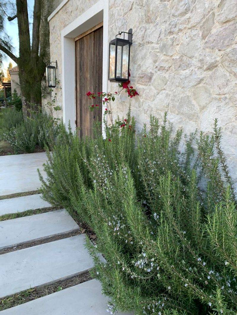 Start With The Right Rosemary Variety Start With The Right Rosemary Variety