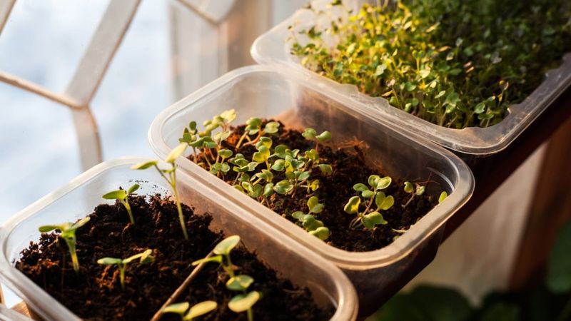 Starting Heat-Tolerant Fall Seeds Indoors